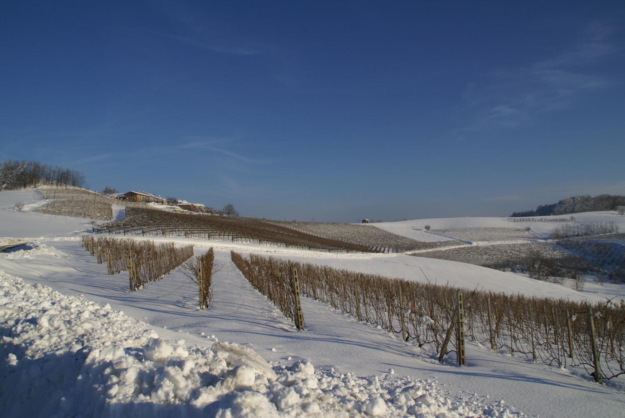 Pensjonat Bricco Torricella Monforte dʼAlba Zewnętrze zdjęcie